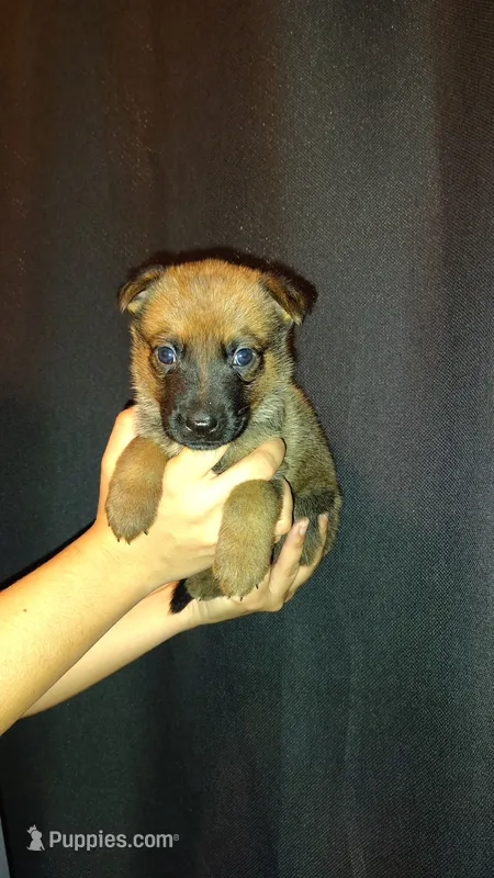 Red – Belgian Malinois, German Shepherd Dog puppy for sale in West Palm Beach, FL