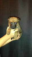 Red, a male Belgian Malinois and German Shepherd Dog for sale in West Palm Beach, FL – 1 of 2