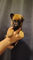Girl 2 Pink, a female Belgian Malinois and German Shepherd Dog for sale in West Palm Beach, FL – 1 of 2