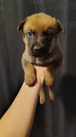 Red, a male Belgian Malinois and German Shepherd Dog for sale in West Palm Beach, FL – 2 of 2