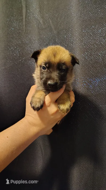 Girl White – Belgian Malinois, German Shepherd Dog puppy for sale in West Palm Beach, FL