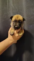 Girl White, a female Belgian Malinois and German Shepherd Dog for sale in West Palm Beach, FL – 1 of 2