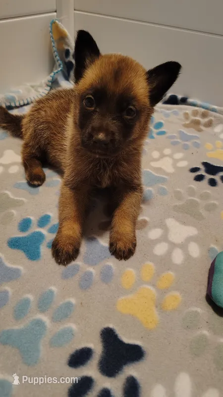 Girl White – Belgian Malinois, German Shepherd Dog puppy for sale in West Palm Beach, FL