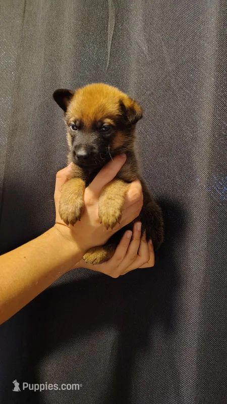 Boy 4 Blue – Belgian Malinois, German Shepherd Dog puppy for sale in West Palm Beach, FL