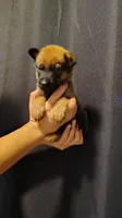 Boy 4 Blue, a male Belgian Malinois and German Shepherd Dog for sale in West Palm Beach, FL – 1 of 2