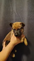 Girl 2 Pink, a female Belgian Malinois and German Shepherd Dog for sale in West Palm Beach, FL – 2 of 2