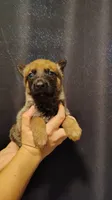 Boy 1, a male Belgian Malinois and German Shepherd Dog for sale in West Palm Beach, FL – 1 of 2