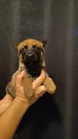 Boy 1, a male Belgian Malinois and German Shepherd Dog for sale in West Palm Beach, FL – 2 of 2