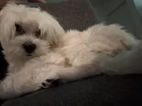 Tofu, a female Maltipoo for sale in Irvine, CA – 2 of 2