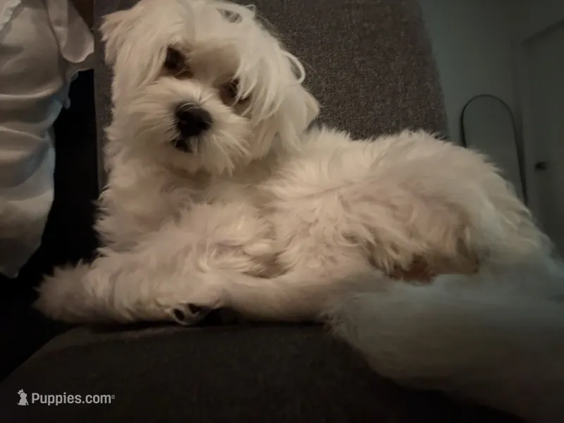 Tofu – Maltipoo puppy for sale in Irvine, CA