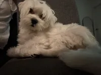 Tofu, a female Maltipoo for sale in Irvine, CA – 1 of 2