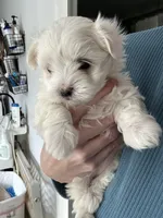 Poppy, a female Maltese for sale in Greensburg, KY – Photo 4 of 7