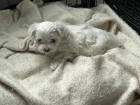 Poppy, a female Maltese for sale in Greensburg, KY – Photo 3 of 7