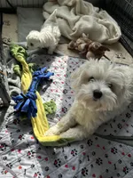 Poppy, a female Maltese for sale in Greensburg, KY – Photo 6 of 7