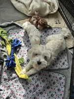 Poppy, a female Maltese for sale in Greensburg, KY – Photo 7 of 7