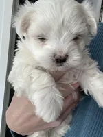 Poppy, a female Maltese for sale in Greensburg, KY – Photo 5 of 7
