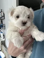 Poppy, a female Maltese for sale in Greensburg, KY – Photo 1 of 7