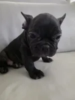 Piper, a female French Bulldog for sale in Phoenix, AZ – 3 of 7