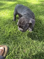 Cole, a male French Bulldog for sale in Phoenix, AZ – 3 of 4