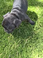 Piper, a female French Bulldog for sale in Phoenix, AZ – 2 of 4