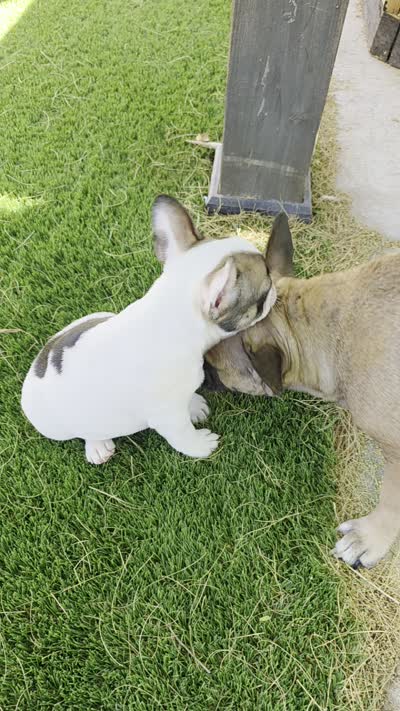 Leo, a male French Bulldog for sale in Phoenix, AZ – 3 of 3