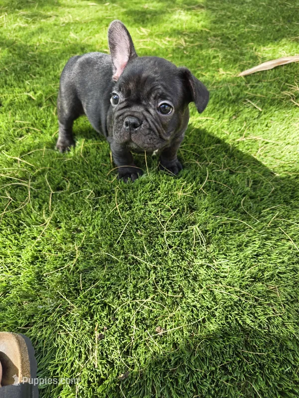 Cole – French Bulldog puppy for sale in Phoenix, AZ