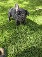 Cole, a male French Bulldog for sale in Phoenix, AZ – 1 of 4