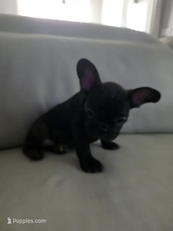 Piper – French Bulldog puppy for sale in Phoenix, AZ