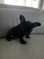 Piper, a female French Bulldog for sale in Phoenix, AZ – 1 of 7