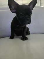 Piper, a female French Bulldog for sale in Phoenix, AZ – 2 of 7