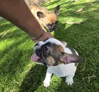 Leo, a male French Bulldog for sale in Phoenix, AZ – 2 of 3