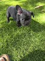 Cole, a male French Bulldog for sale in Phoenix, AZ – 2 of 4