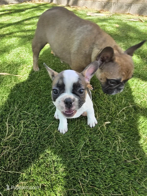 Leo – French Bulldog puppy for sale in Phoenix, AZ