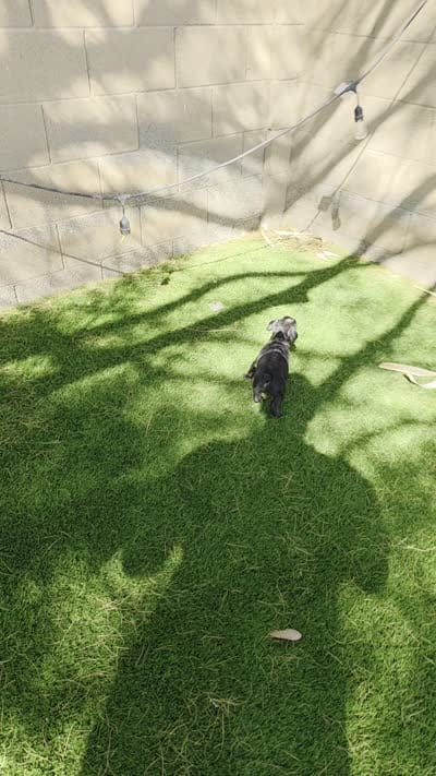 Piper, a female French Bulldog for sale in Phoenix, AZ – 4 of 4
