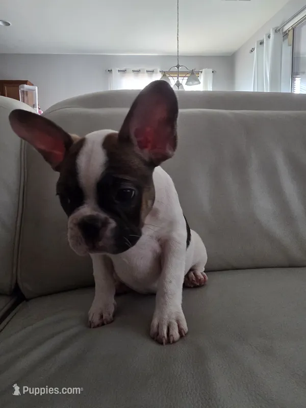 Leo – French Bulldog puppy for sale in Phoenix, AZ