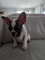 Leo, a male French Bulldog for sale in Phoenix, AZ – 1 of 6