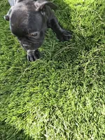 Piper, a female French Bulldog for sale in Phoenix, AZ – 3 of 4