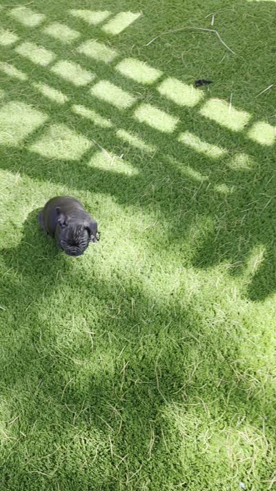 Cole, a male French Bulldog for sale in Phoenix, AZ – 4 of 4