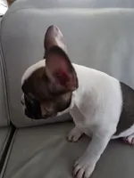 Leo, a male French Bulldog for sale in Phoenix, AZ – 6 of 6
