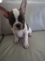Leo, a male French Bulldog for sale in Phoenix, AZ – 4 of 6