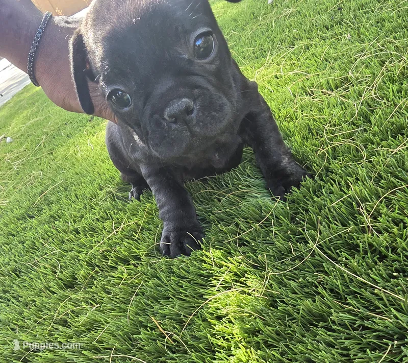 Piper – French Bulldog puppy for sale in Phoenix, AZ