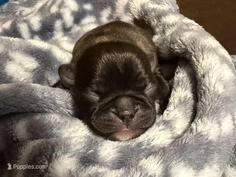 NIKE x BLUE  – Bugg puppy for sale in Marianna, AR