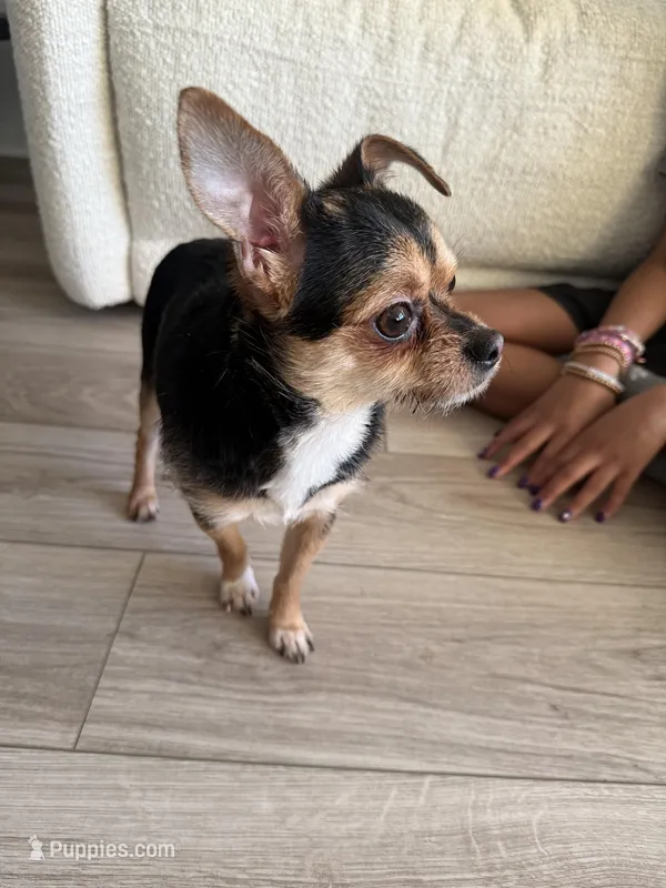 Max , a male Chihuahua for sale in Boston, MA – Photo 1 of 1