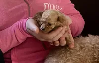 Molly, a female Poodle - Toy  for sale in Quarryville, PA – Photo 2 of 2