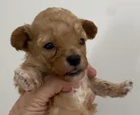 Molly, a female Poodle - Toy  for sale in Quarryville, PA – Photo 1 of 2