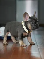 Male Blue Tan DOB 04.17.2026 | French bulldog puppy, a male French Bulldog for sale in Cumming, GA – 4 of 7