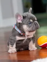 Male Lilac Tan DOB 04.10.2026 | French bulldog puppy, a male French Bulldog for sale in Cumming, GA – 7 of 10
