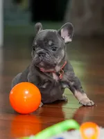 Female Blue Tan DOB 04.10.2026 | French bulldog puppy, a female French Bulldog for sale in Cumming, GA – 5 of 10