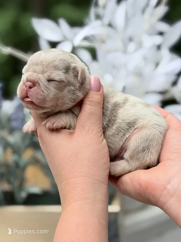 Male New Shade Isabella Merle DOB 04.27.2026 | French bulldog puppy – French Bulldog puppy for sale in Cumming, GA