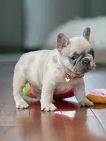  Female Fawn Merle DOB 03.22.2026 | French bulldog puppy, a female French Bulldog for sale in Cumming, GA – 9 of 10